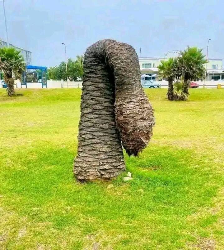 *Завядшая пальма*