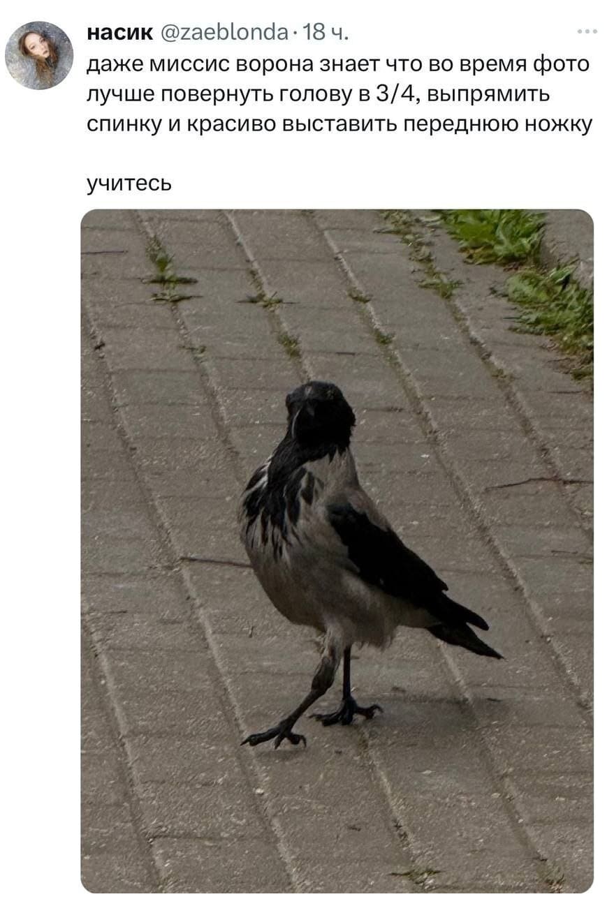 Даже «миссис Ворона» знает что во время фото лучше повернуть голову в 3/4, выпрямить спинку и красиво выставить переднюю ножку. Учитесь.