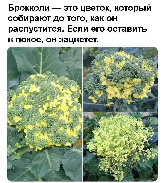 Брокколи — это цветок, который собирают до того, как он распустится. Если его оставить в покое, он зацветет.