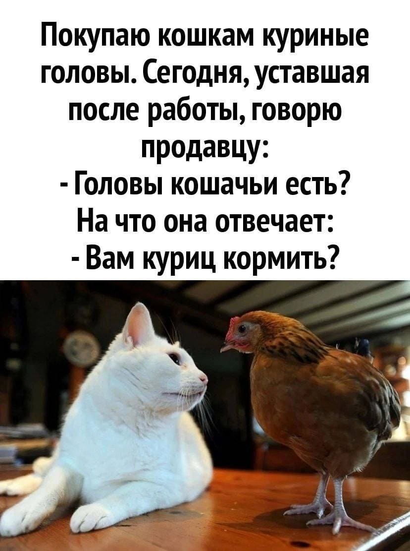 Покупаю кошкам куриные головы. Сегодня, уставшая после работы, говорю продавцу:
– Головы кошачьи есть?
На что она отвечает:
– Вам куриц кормить?