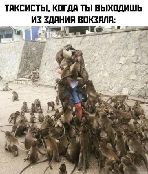 *Таксисты, когда ты выходишь из здания вокзала*