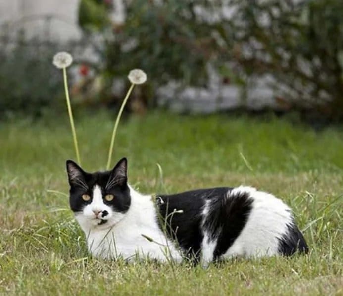 Инопланетный гость, летит издалека, скорее покушать дай, скорей погладь меня...