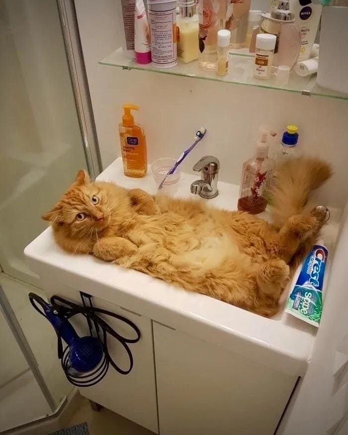 *Кот в раковине*