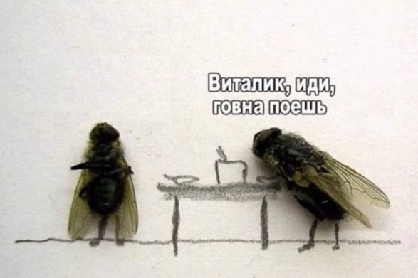 Мухи за обедом:
– Виталик, иди, говна поешь.