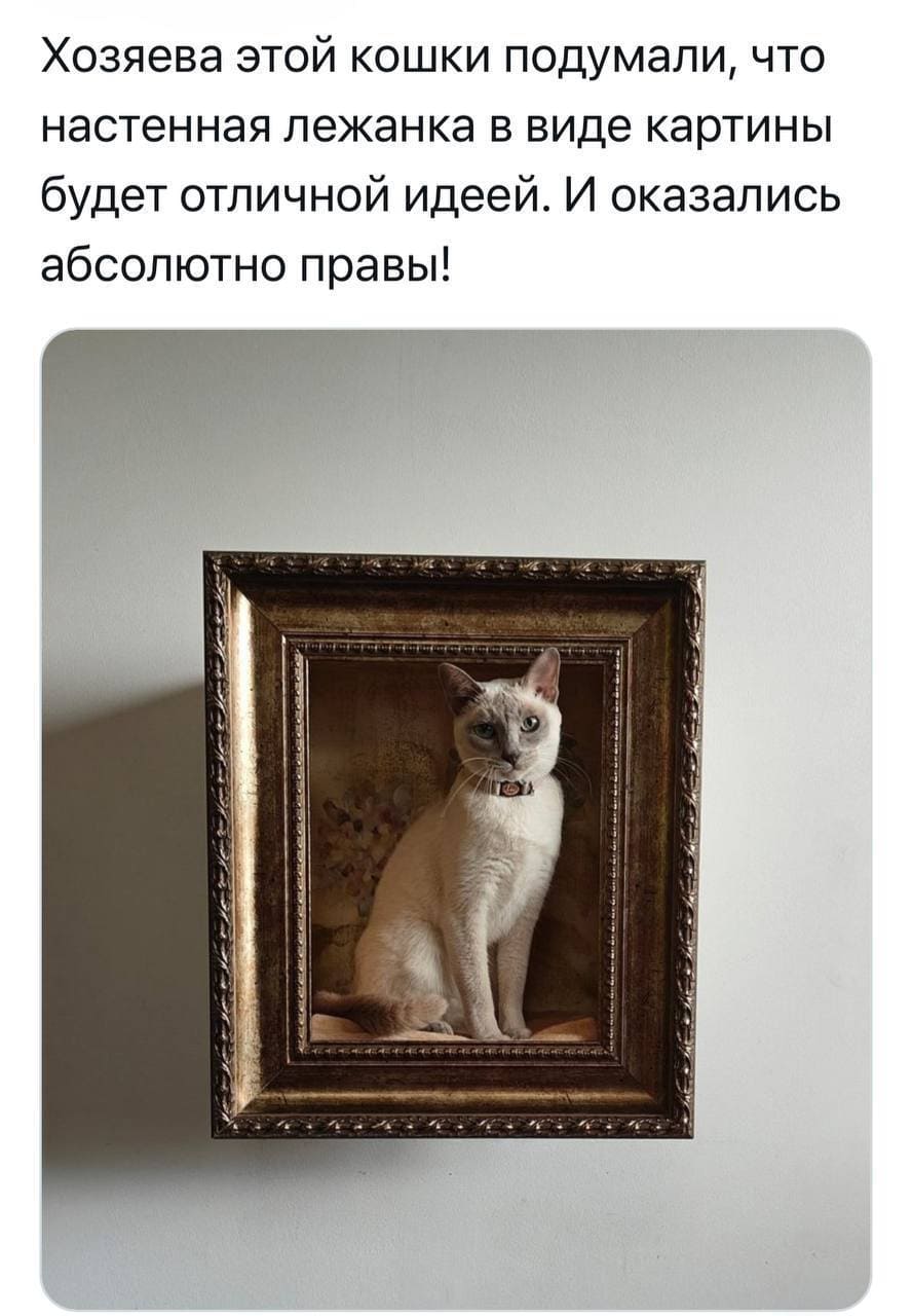 Хозяева этой кошки подумали, что настенная лежанка в виде картины будет отличной идеей. И оказались абсолютно правы!
