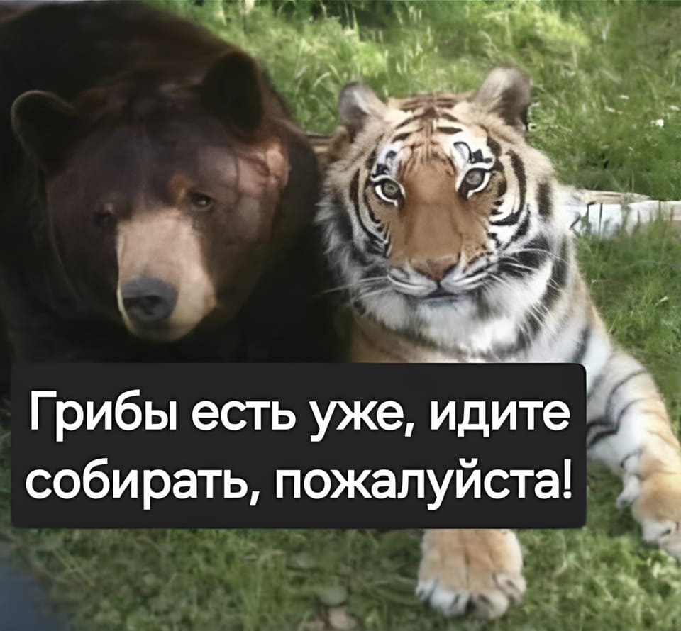 Грибы есть уже, идите собирать, пожалуйста!