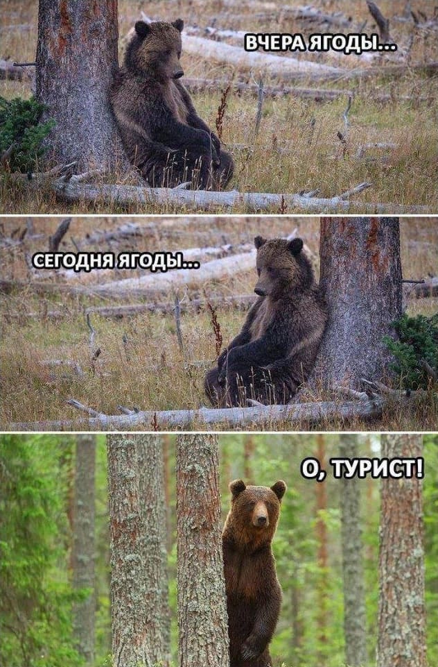 Мысли медведя:
Вчера ягоды...
Сегодня ягоды...
О, турист!