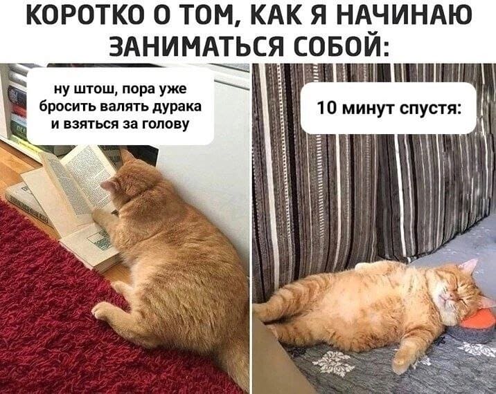 *КОРОТКО О ТОМ, КАК Я НАЧИНАЮ ЗАНИМАТЬСЯ СОБОЙ*
– Ну штош, пора уже бросить валять дурака и взяться за голову.
*10 минут спустя*