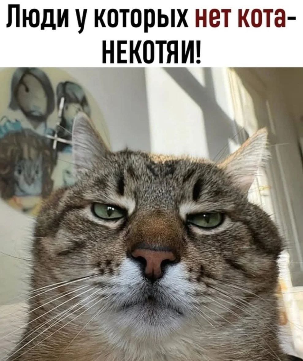 Люди у которых нет кота — «НЕКОТЯИ»!