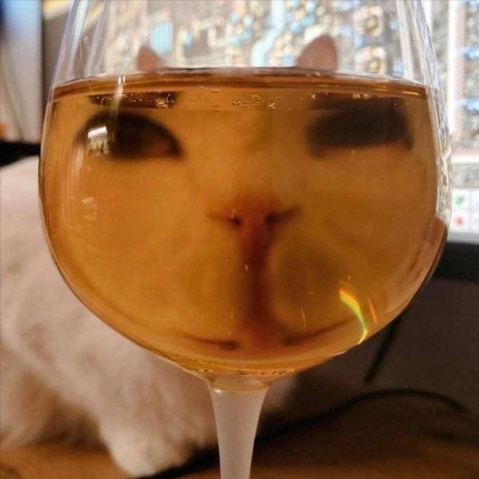 *Кот и Вечерняя рюмка чая⁠⁠*