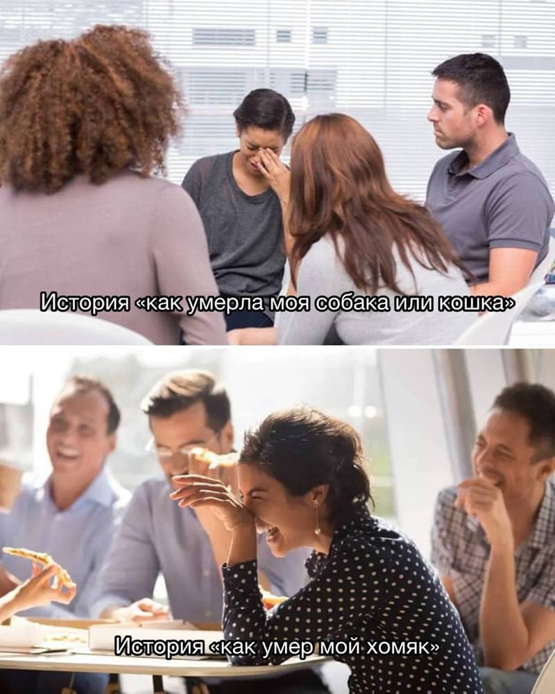 *История «как умерла моя собака или кошка»*
*История «как умер мой хомяк или морская свинка»*