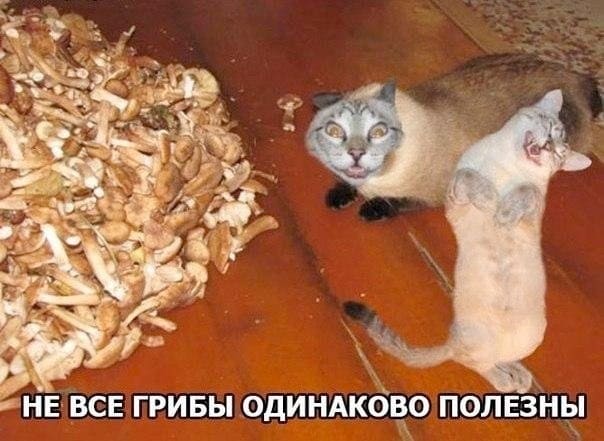 *НЕ ВСЕ ГРИБЫ ОДИНАКОВО ПОЛЕЗНЫ*