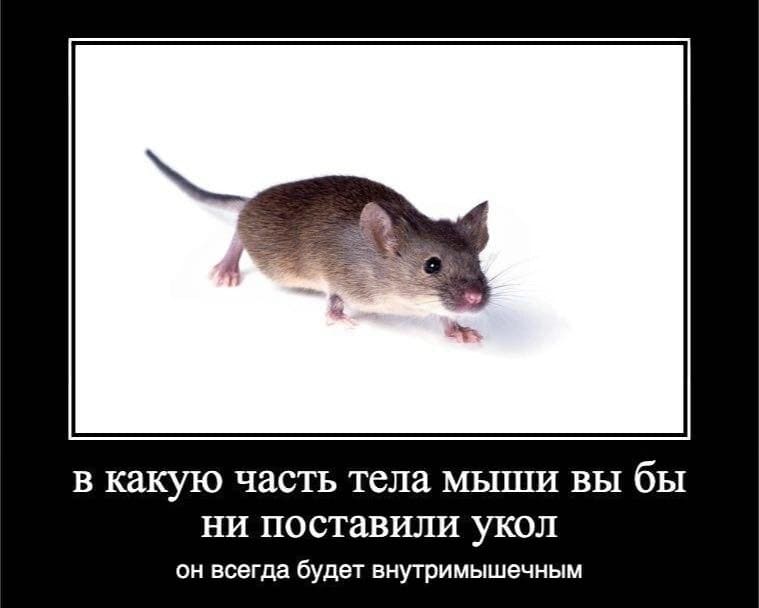 В какую часть тела мыши вы бы ни поставили укол, он всегда будет внутримышечным.
