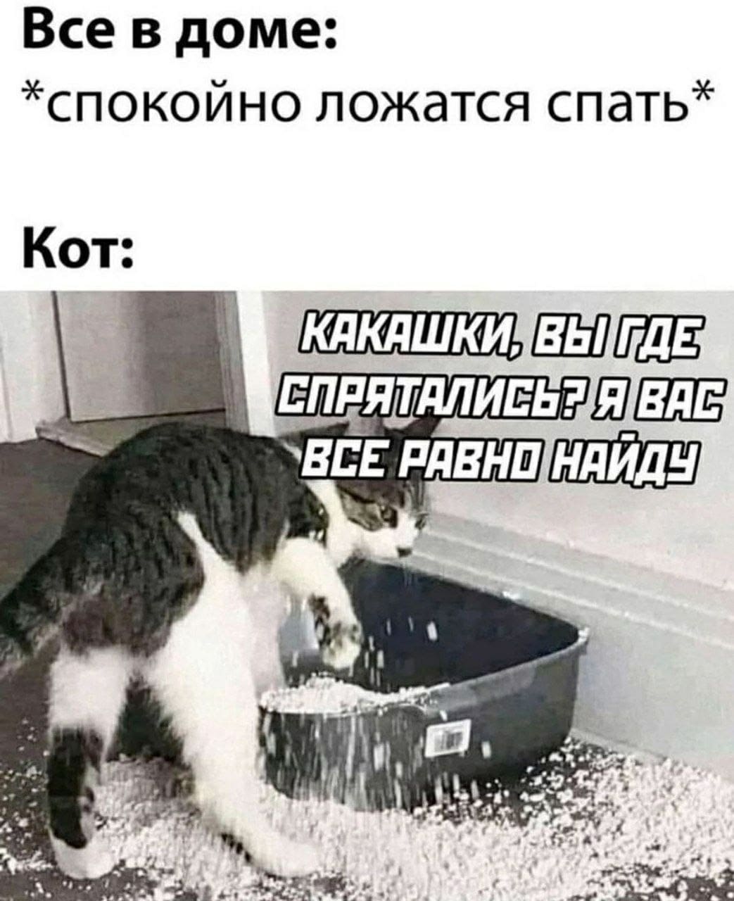 Все в доме:
*спокойно ложатся спать*
Кот:
КАКАШКИ, ВЫ ГДЕ ПРЯЧЕТЕСЬ? Я ВСЁ РАВНО ВАС НАЙДУ!