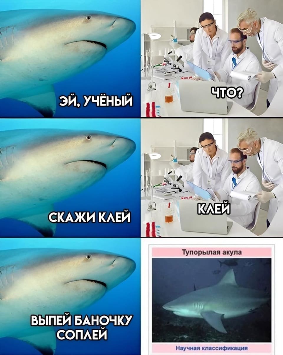 Акула говорит учёным:
– Эй, учёные!
– Что?
– Скажите «Клей»!
– Клей.
– Выпей баночку соплей!
*Тупорылая акула*