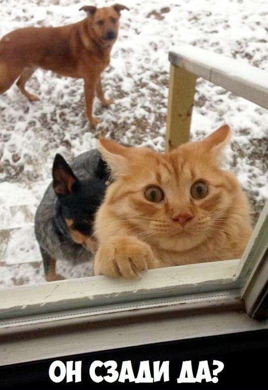 – Он сзади, да?