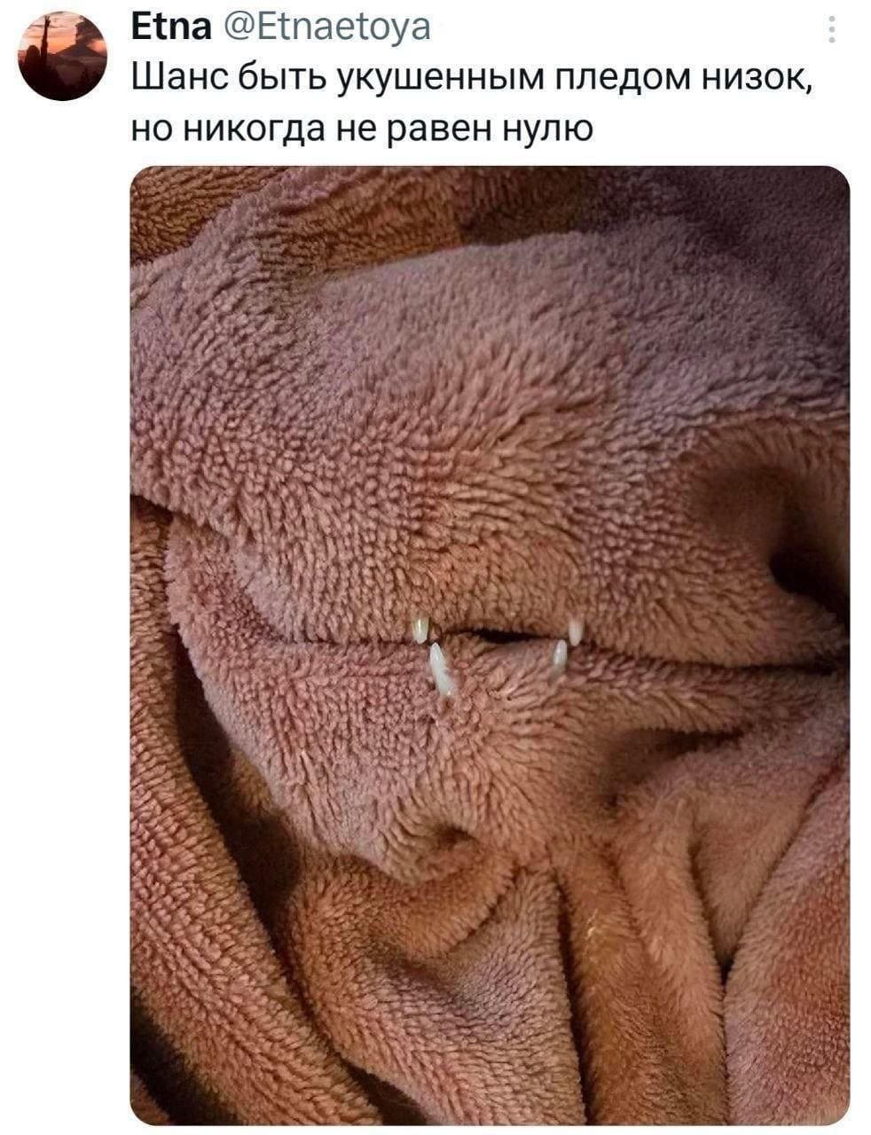 *Шанс быть укушенным пледом низок, но никогда не равен нулю*