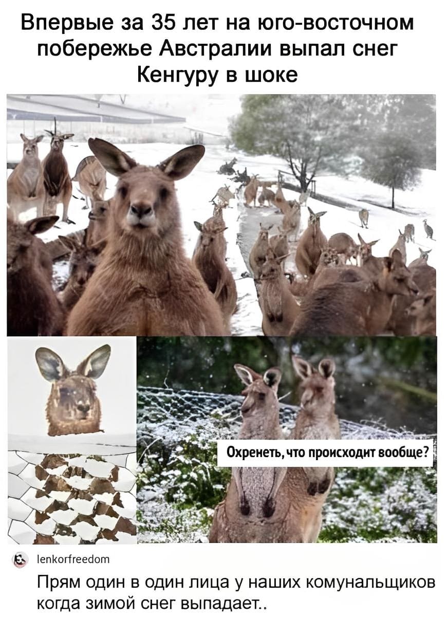 Впервые за 35 лет на юго-восточном побережье Австралии выпал снег. Кенгуру в шоке.
– Охренеть, что происходит вообще?
– Прям один в один лица у наших коммунальщиков, когда зимой снег выпадает..