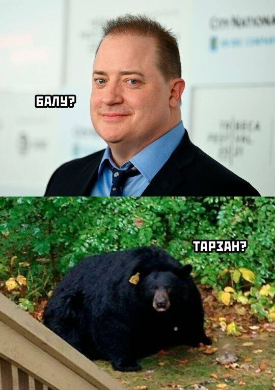 – Балу?
– Тарзан?