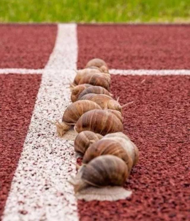 *Улитки на финише*