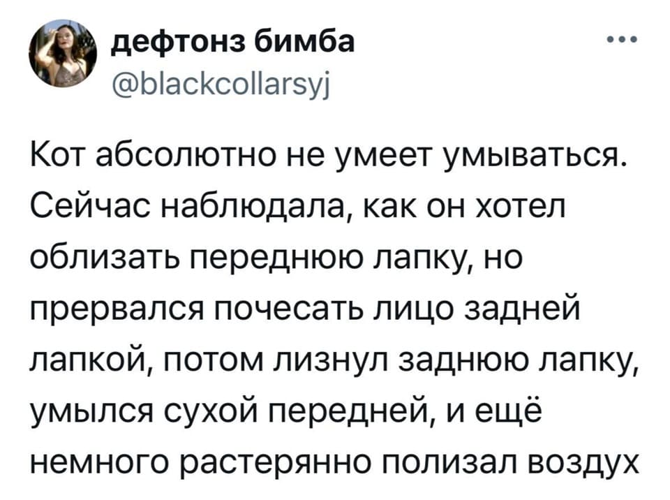 Кот абсолютно не умеет умываться. Сейчас наблюдала, как он хотел облизать переднюю лапку, но прервался почесать лицо задней лапкой, потом лизнул заднюю лапку, умылся сухой передней, и ещё немного растерянно полизал воздух.