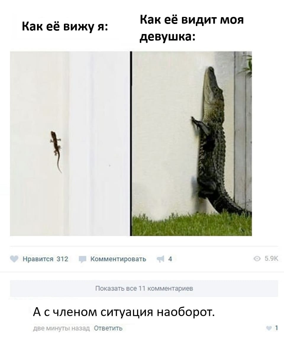 *Как я вижу ящерицу*
*Как видит ящерицу моя девушка*
– С мужским членом всё наоборот.