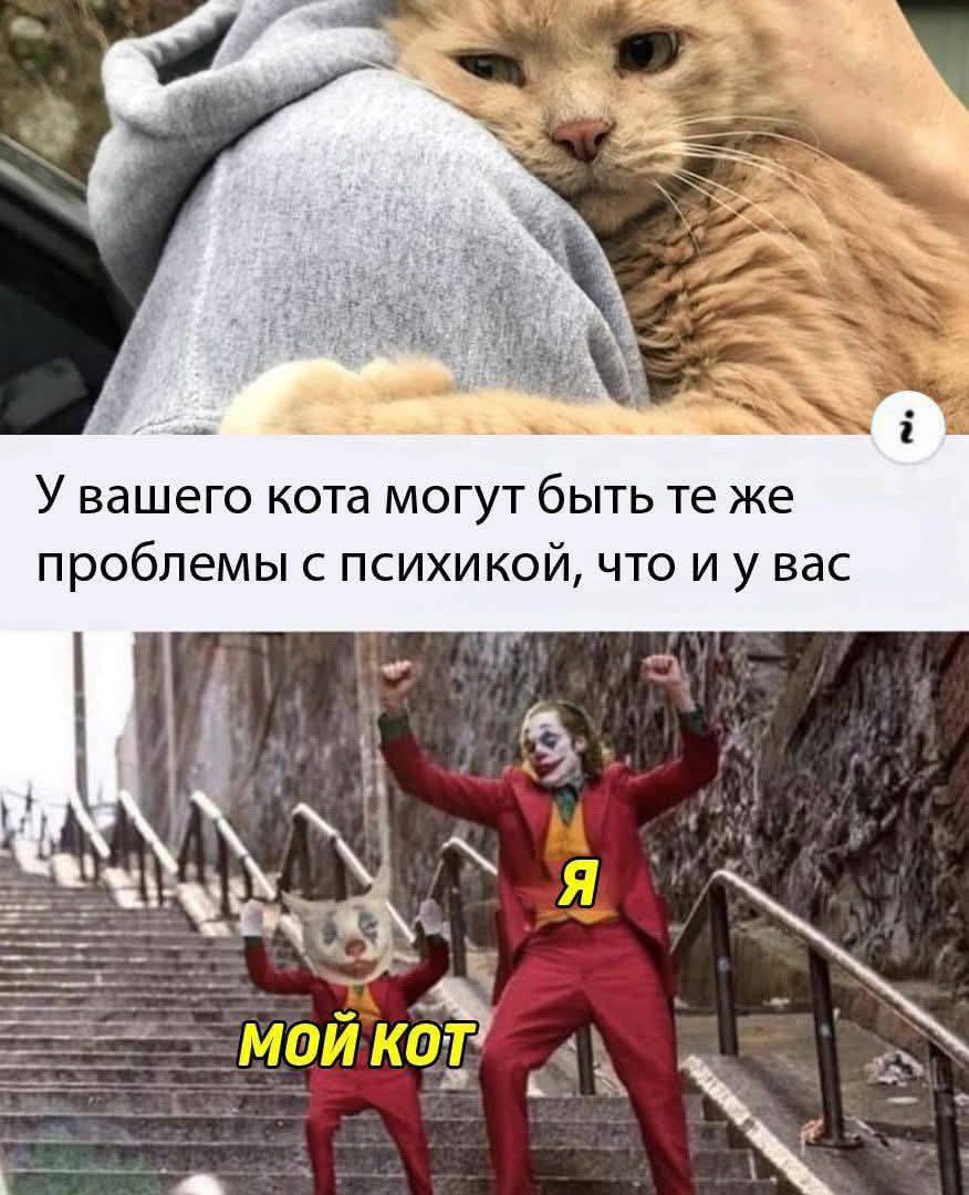 *У вашего кота могут быть те же проблемы с психикой, что и у вас*