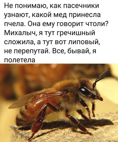 Не понимаю, как пасечники узнают, какой мед принесла пчела. Она ему говорит чтоли? Петрович, я тут гречишный сложила, а тут вот липовый, не перепутай. Все, бывай, я полетела.