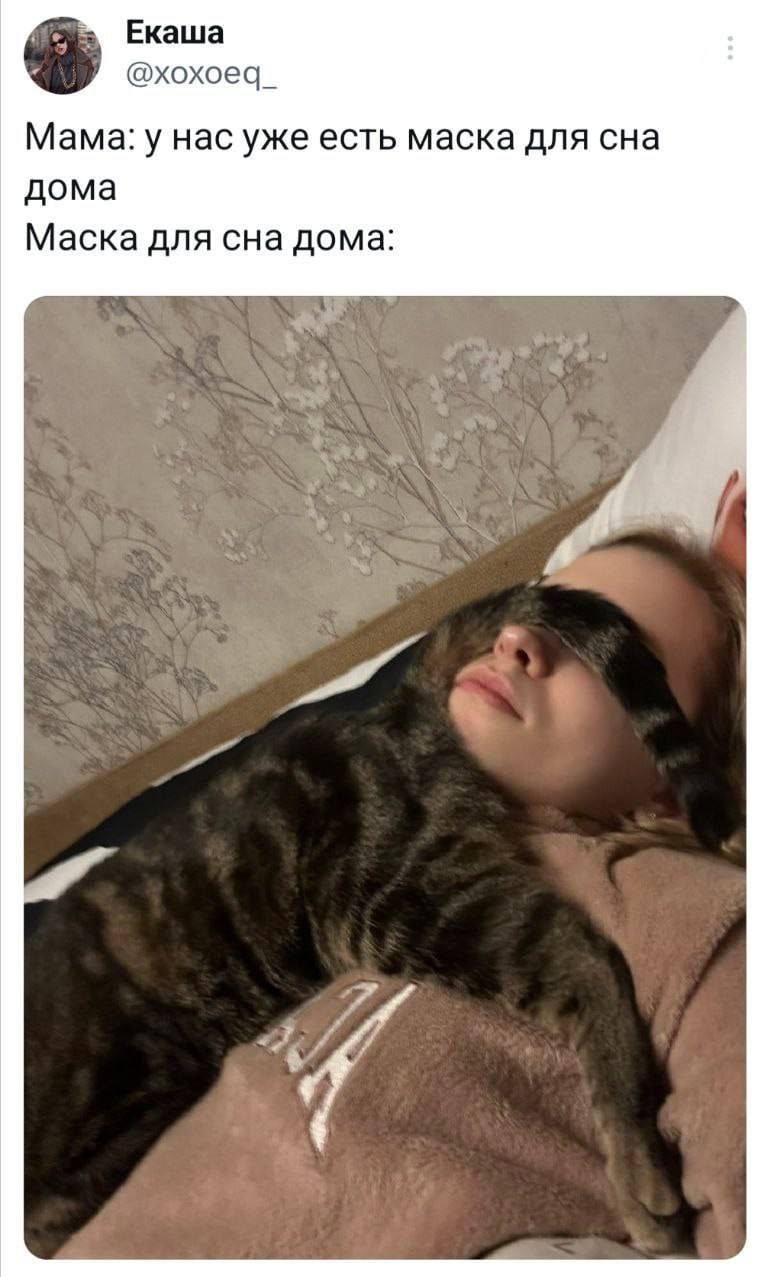 Мама: у нас уже есть маска для сна дома.
Маска для сна дома: *Котомаска*