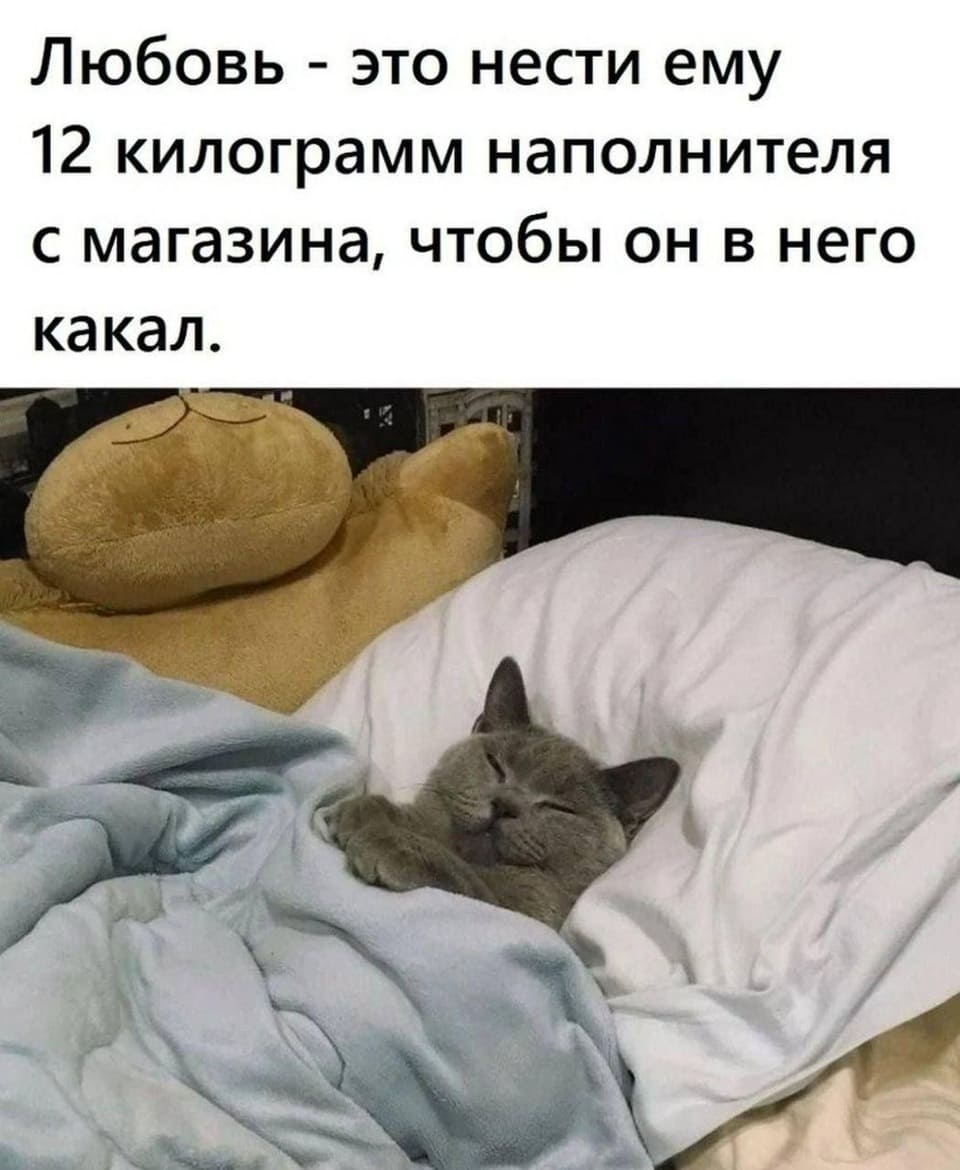 Любовь — это нести ему 12 килограмм наполнителя с магазина, чтобы он в него какал.