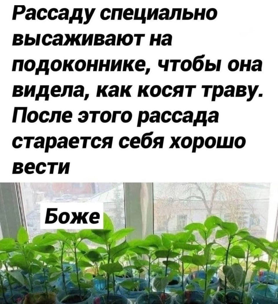 Рассаду специально высаживают на подоконнике, чтобы она видела, как косят траву. После этого рассада старается себя хорошо вести.
*Боже*