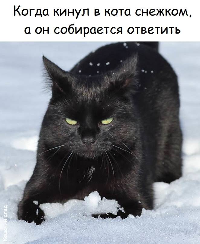*Когда кинул в кота снежком, а он собирается ответить*