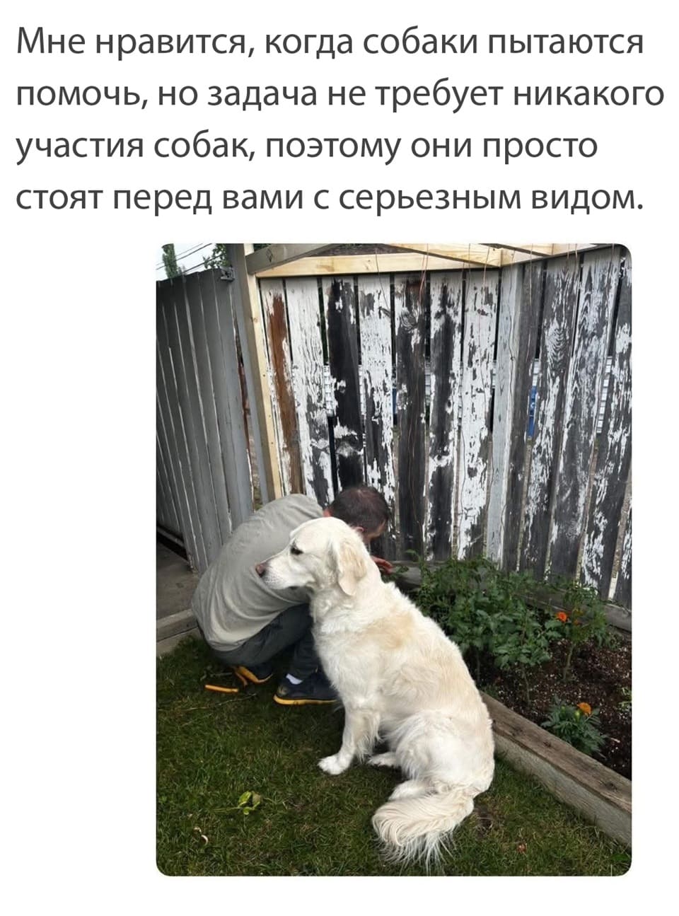 Мне нравится, когда собаки пытаются помочь, но задача не требует никакого участия собак, поэтому они просто стоят перед вами с серьезным видом.