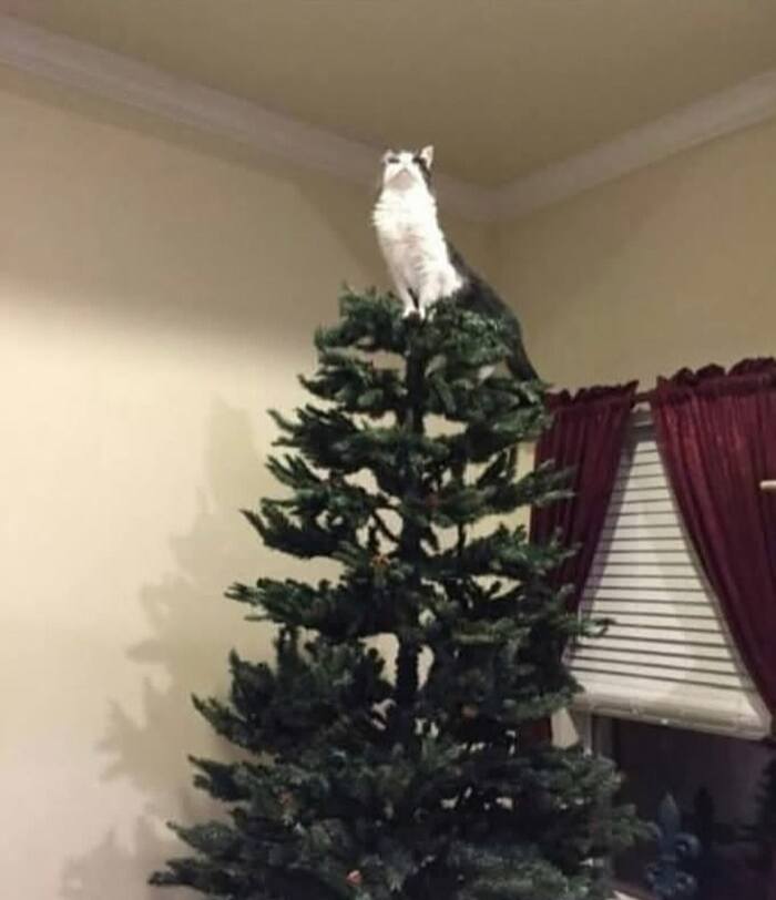 *Кот на новогодней ёлке*