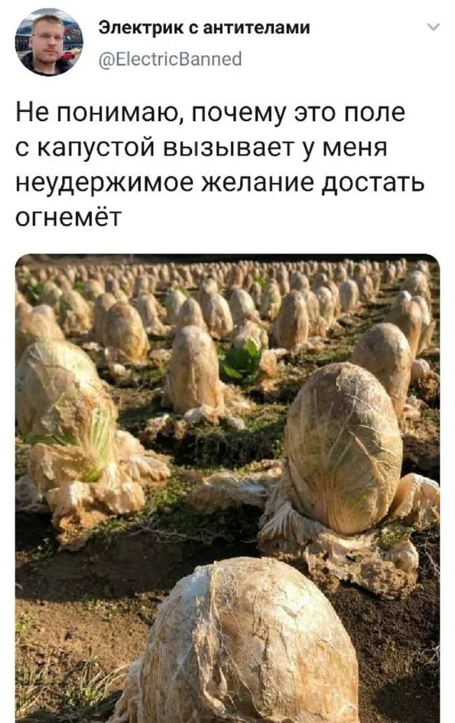 *Не понимаю, почему это поле с капустой вызывает у меня неудержимое желание достать огнемёт*