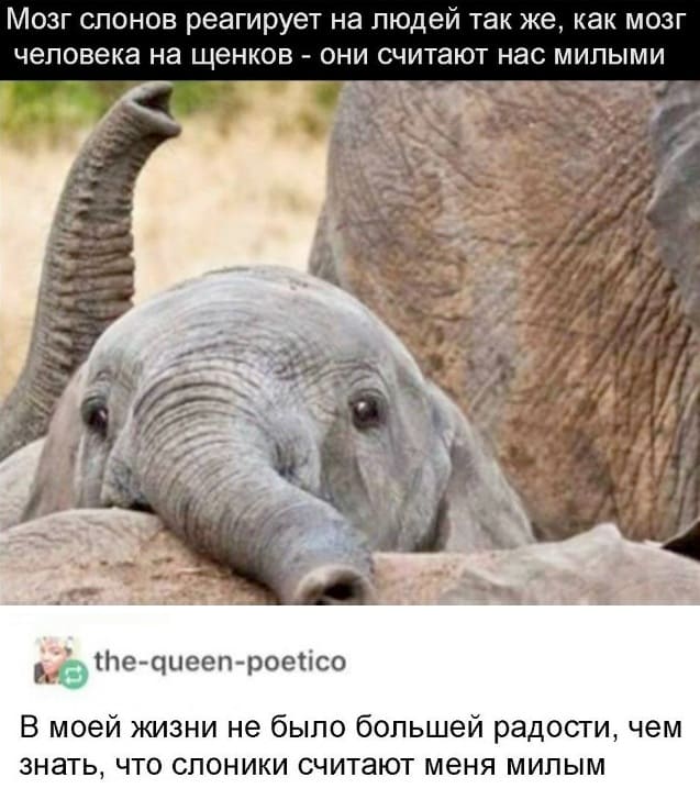 Учёные: Мозг слонов реагирует на людей так же, как мозг человека на щенков — они считают нас милыми.
– В моей жизни не было большей радости, чем знать, что слоники считают меня милым.
