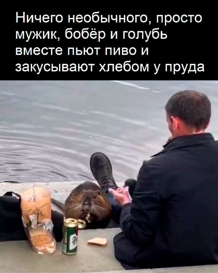 Ничего необычного, просто мужик, бобёр и голубь вместе пьют пиво и закусывают хлебом у пруда.
