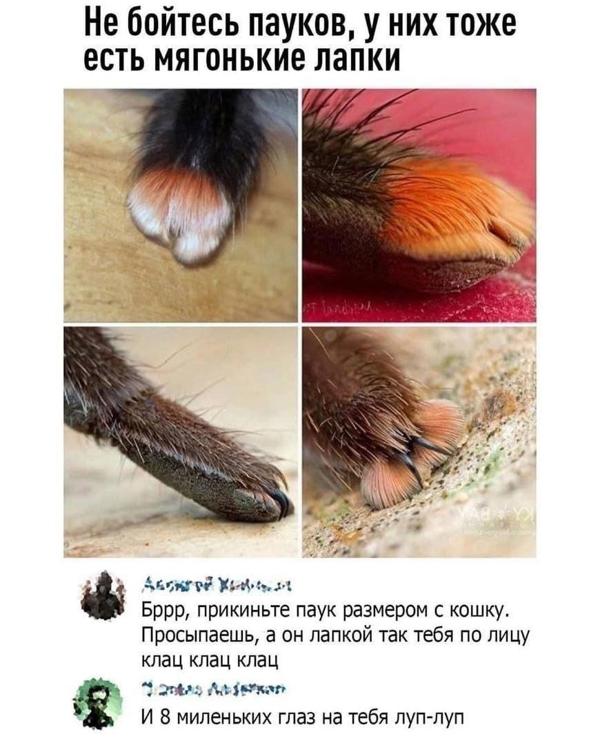 *Не стоит бояться пауков, у них тоже имеются мягонькие лапки.*
– Бррр, прикиньте паук размером с кошку. Просыпаешь, а он лапкой так тебя по лицу так клац клац клац...
– И 8 миленьких глаз на тебя луп-луп-луп...
