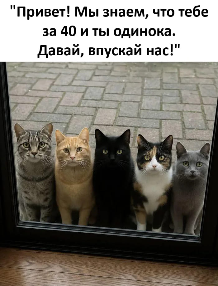 Привет! Мы знаем, что тебе за 40 и ты одинока. Давай, впускай нас!