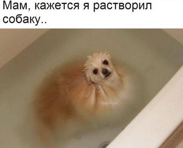 Мам, кажется я растворил собаку...