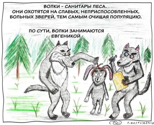 ВОЛКИ – САНИТАРЫ ЛЕСА. ОНИ ОХОТЯТСЯ НА СЛАБЫХ, НЕПРИСПОСОБЛЕННЫХ, БОЛЬНЫХ ЗВЕРЕЙ, ТЕМ САМЫМ ОЧИЩАЯ ПОПУЛЯЦИЮ.
ПО СУТИ, ВОЛКИ ЗАНИМАЮТСЯ ЕВГЕНИКОЙ.