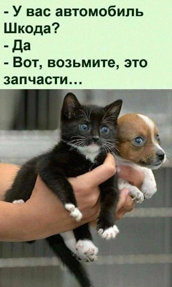 – У вас автомобиль Шкода?
– Да.
– Вот, возьмите, это запчасти...