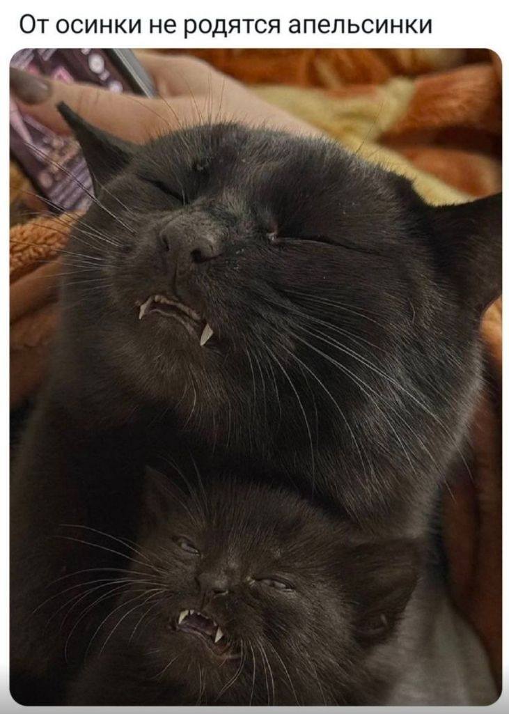 *От осинки не родятся апельсинки*