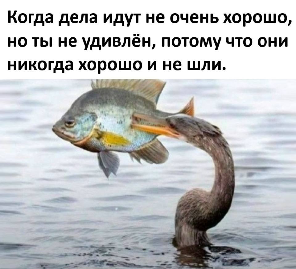 Когда дела идут не очень хорошо, но ты не удивлён, потому что они никогда хорошо и не шли.