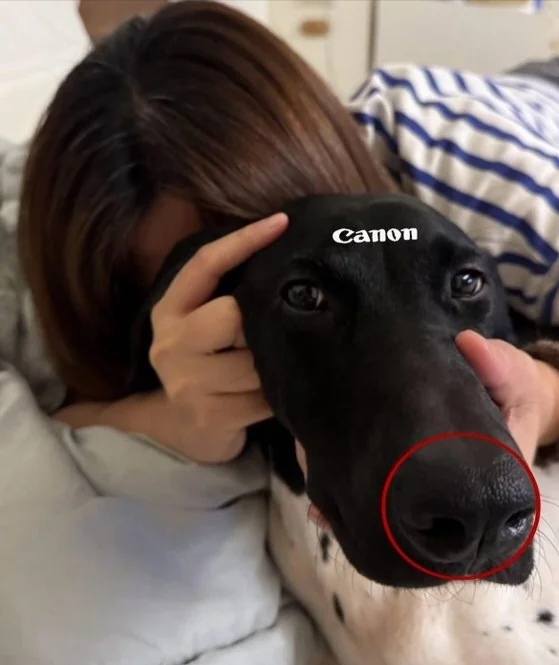 *Собакен Canon*