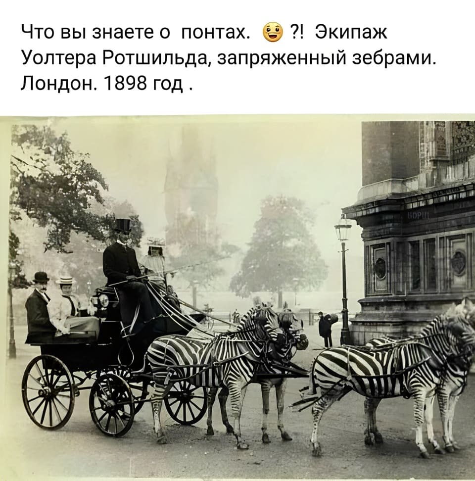 Что вы знаете о понтах. Экипаж Уолтера Ротшильда, запряженный зебрами.
Лондон. 1898 год.