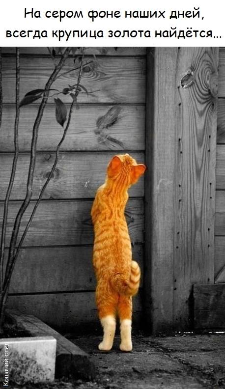 На сером фоне наших дней, всегда крупица золота найдётся...