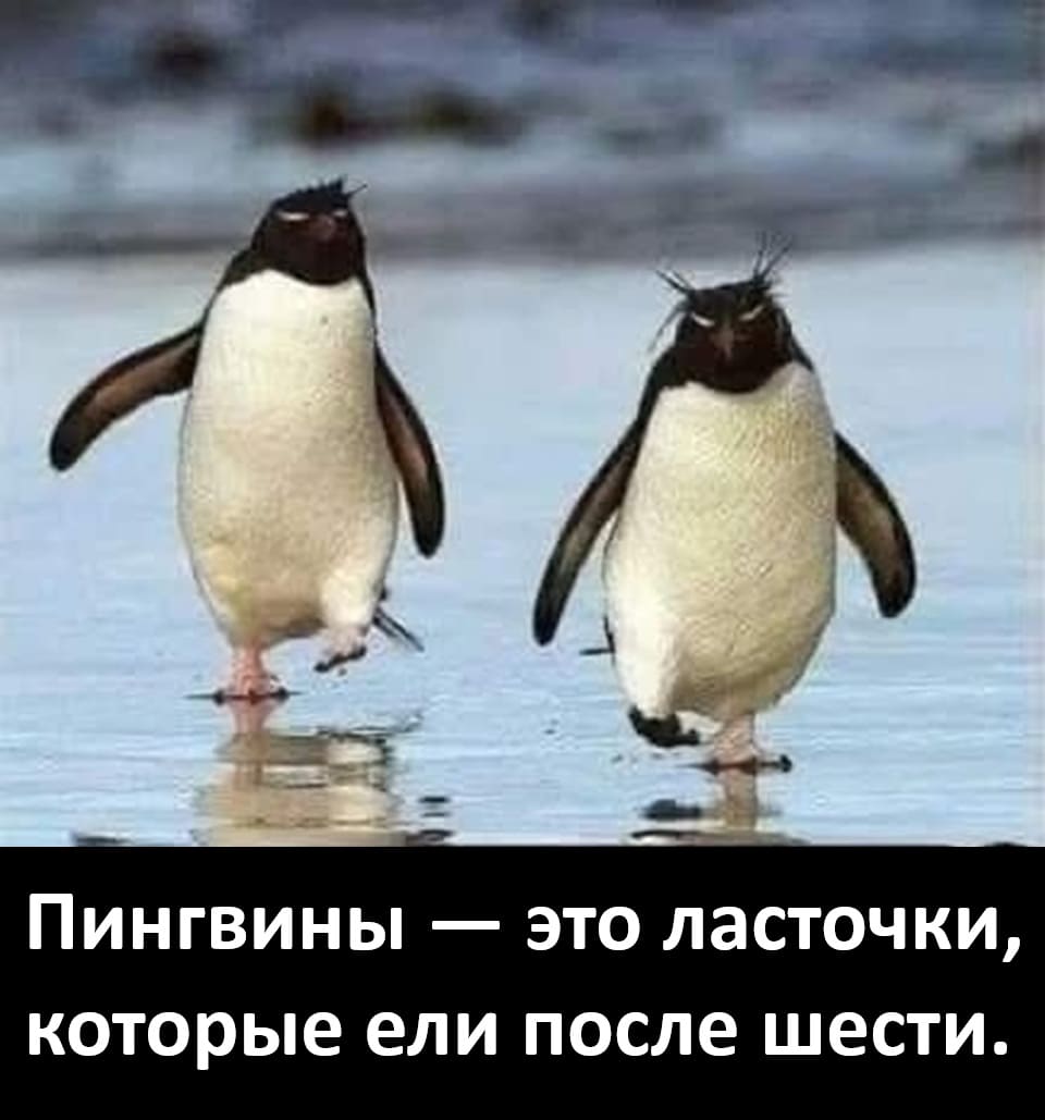 Пингвины — это ласточки, которые ели после шести.