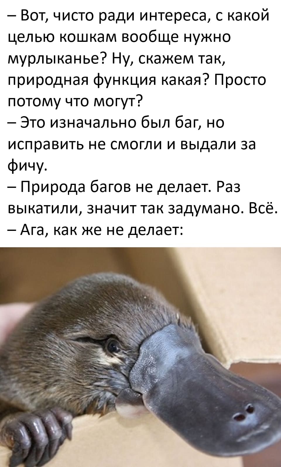 – Вот, чисто ради интереса, с какой целью кошкам вообще нужно мурлыканье? Ну, скажем так, природная функция какая? Просто потому что могут?
– Это изначально был баг, но исправить не смогли и выдали за фичу.
– Природа багов не делает. Раз выкатили, значит так задумано. Всё.
– Ага, как же не делает: *Утконос*