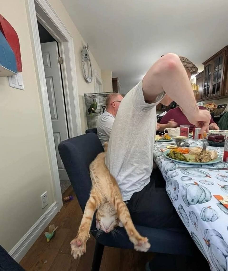 *Вот так коту удобно*